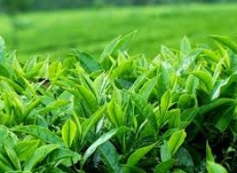 Trà đặc sản Tân Cương Thái Nguyên - Tinh hoa trà Việt
